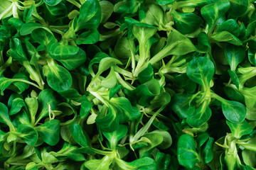 Mash salad on white background.