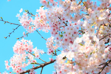 満開に咲いた桜と春の青空