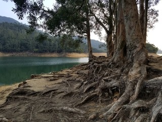 Paper-bark trees (Melaleuca quinquenervia) with naked roots on the shore of the Shing Mun Reservoir, Hong Kong