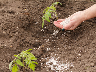Farmer hand spreading chemical fertilizer to young tomato plant.