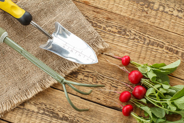 Ripe red radishes with garden tools on sackcloth and wooden boards.