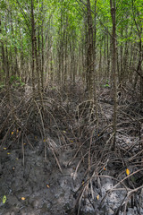 Mangrove forest or Intertidal forest (Kongkang trees) in the Kung Krabaen Bay, Nature Centre  of  Chantaburi, eastern of Thailand.