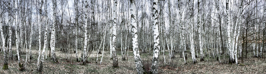 Obraz premium Birkenwald