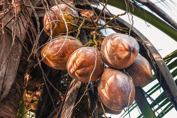 Bunch of large coconuts on a palm tree.
