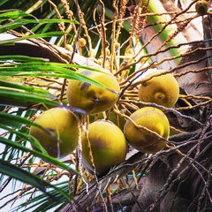 Coconuts on a palm tree close up