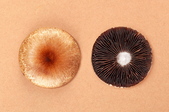 Psilocybe Cubensis - golden teacher hallucinogenic mushrooms.