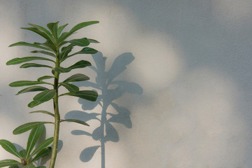 Small plant with shadow in the wall.