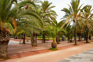 palm trees on the beach