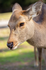 Naklejka na ściany i meble Close-up shot of deer with tongue out