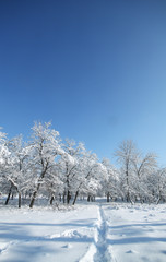 a lot of snow on the trees