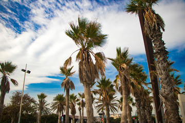 Barcelona palm tees