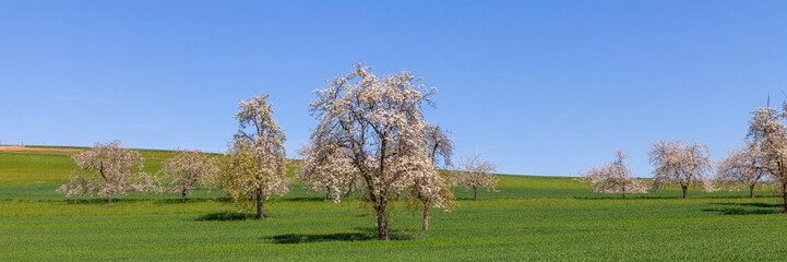 Kirschblüte Kirschbaum Banner