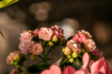 Pink Blooming Flower in a Flower Pot