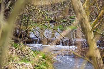 stream in forest