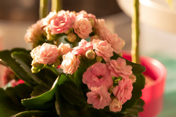 Pink Blooming Flower in a Flower Pot