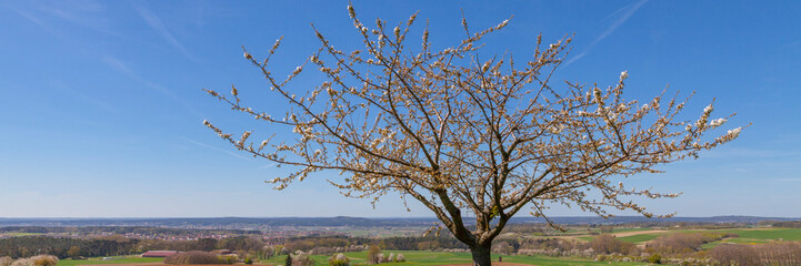 Apfelbaum Landschaft Frühling Banner