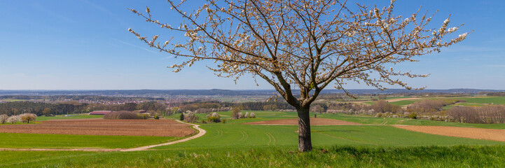 Apfelbaum Landschaft Frühling Banner