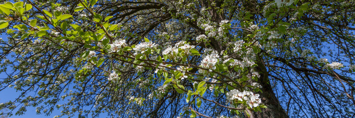 Frühling Kirschblüte Sonnenschein Kirschbaum Banner