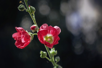 Red malva flowers on a black blurred background