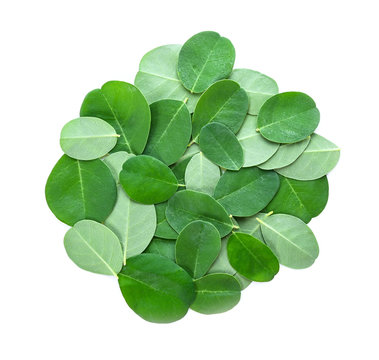 Moringa oleifera leaf isolated on a white background