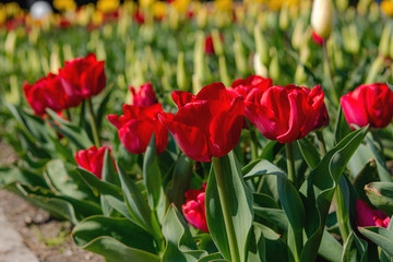 Fototapeta premium Red tulips in the garden; macro photography; blooming glades; bright background