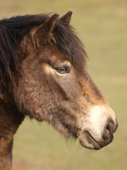 Obraz premium Exmoor Pony Headshot