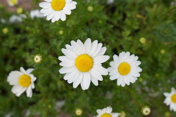 Fototapeta premium white flower