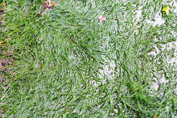 Close-up detail green grass lawn covered with water due to snow melting thaw and flash high water...