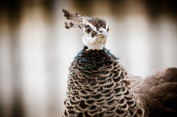 Animals Serie