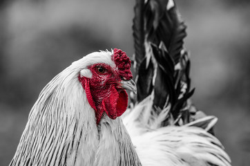 Animals Serie