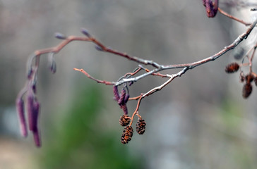 Alder branch with small cones, photographed close-up