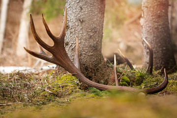 Association of strong capital deer from Slovakia, beauty of the mountains