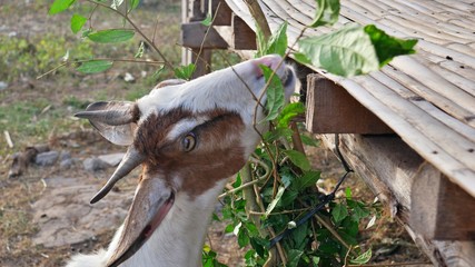 goat eating bushes on the countryside, Philippines