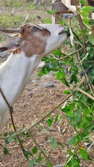 goat eating bushes on the countryside, Philippines