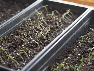 The first early shoots of seedlings of tomato and pepper in boxes at home. We are preparing for planting gardens. Background for botany and agriculture.