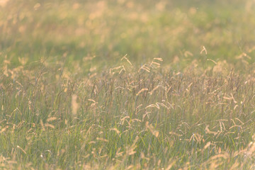 Full background top view of blossom grass flower in soft warm light