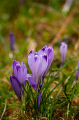 Crocus spring flowers on field grass, blooming