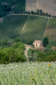 Rural landscape near Ripatransone, Marches, Italy
