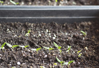 The first early shoots of seedlings of tomato and pepper in boxes at home. We are preparing for planting gardens. Background for botany and agriculture.