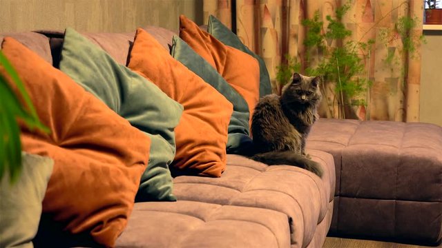 Grey domestic cat (Nebelung) yawns, and jumps the back of a sofa. Slow motion