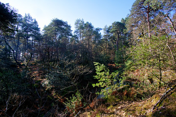 Denecourt hiking path number 9 in the Fontainebleau forest