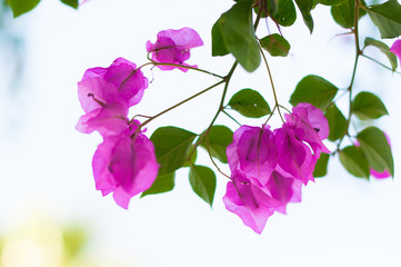 Beautiful pink bougainvillea flowers