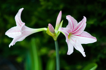 Beautiful white and pink Lily