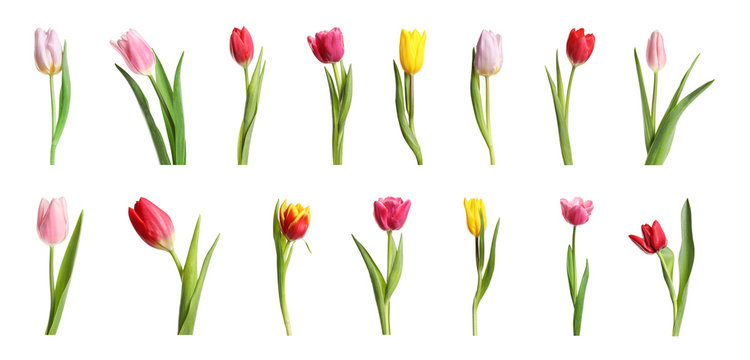 Set of beautiful spring tulips on white background. Banner design