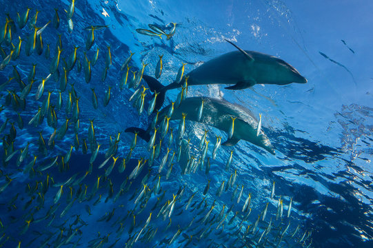 8 Best バンドウイルカ Images Stock Photos Vectors Adobe Stock