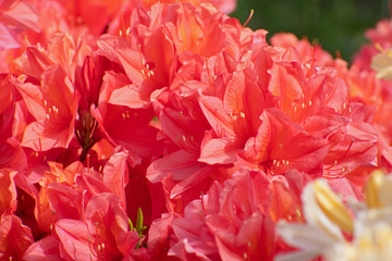 Bright red rhododendron flowers closeup.