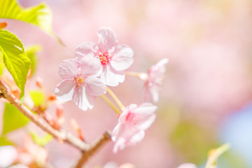 Obraz premium 満開の桜の花と新緑の葉