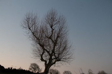 trees at sunset