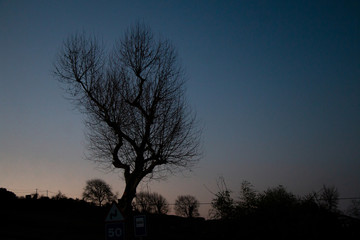 Fototapeta na wymiar trees at sunset