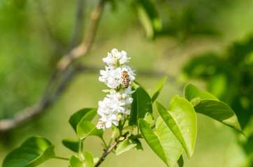 A small bee perched on the color of a white lilac.